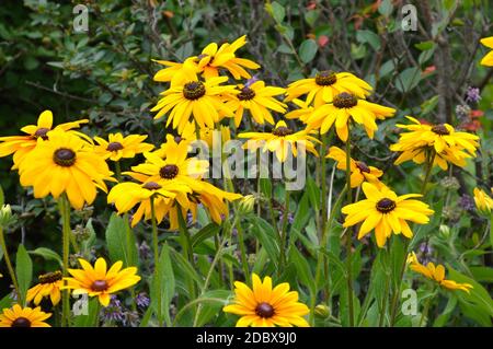 Rudbeckia hirta, gemeinhin als schwarz-Augen Susan auf grünen Blättern Hintergrund. Russischer Fernost. Stockfoto