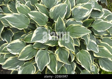 tropische zimmerpflanze mit pfeilfrmigen blttern Syngonium Pfeil (Pfeilpflanze)  Secret Garden Plant Shop