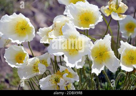 Arctomecon merriamii Blume von weißem Mohn wächst am felsigen Ufer des Meeres von ​​Japan. Symbol des Fernen Ostens, Russland Stockfoto