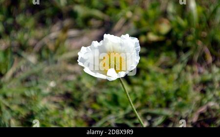 Arctomecon merriamii Blume von weißem Mohn wächst am felsigen Ufer des Meeres von ​​Japan. Symbol des Fernen Ostens, Russland Stockfoto