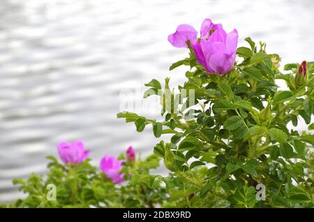 Blühender Busch der Hagebutte (Auch Rose Haw und Rose Hep genannt) in der Nähe von Wasser Stockfoto