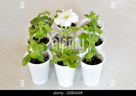 Konzept der sich von der Masse und Führung. Sämlinge von Blumen in Plastikbechern und blühende Blume von weißen Petunia. Stockfoto