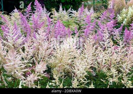 Selektiver Fokus von Flieder und hellgelben Astilbe-Blüten (falscher Ziegenbart). Russischer Fernost. Stockfoto