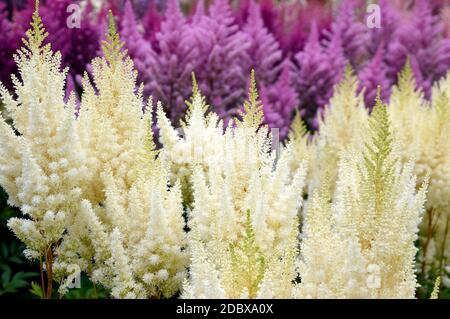 Selektiver Fokus von Flieder und hellgelben Astilbe-Blüten (falscher Ziegenbart). Russischer Fernost. Stockfoto