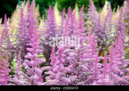 Selektiver Fokus von Flieder und hellgelben Astilbe-Blüten (falscher Ziegenbart). Russischer Fernost. Stockfoto