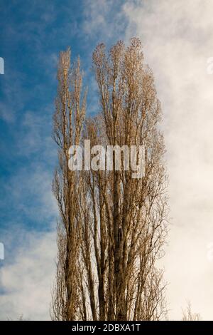 Riesiger Populus alba isoliert mit blauem und weißem Himmel. Erwachsene weiße Pappel, die zum Himmel wächst. In Segovia, Castilla y Leon und Madrid Stockfoto