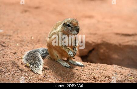 Süßes Cape Borsten Eichhörnchen mit braunem Fell Stockfoto