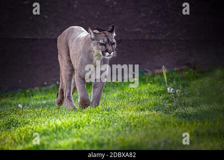 Er Cougar (Puma concolor) ist ein großer Käfer der Unterfamilie Felinae. Es stammt aus Amerika Stockfoto