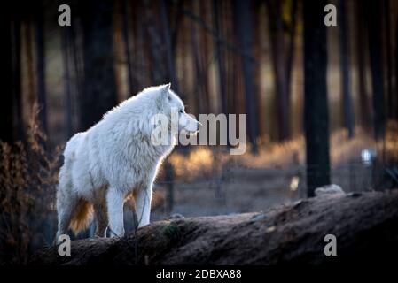 Der arktische Wolf (Canis lupus arctos), auch bekannt als der weiße Wolf oder Polarwolf Stockfoto