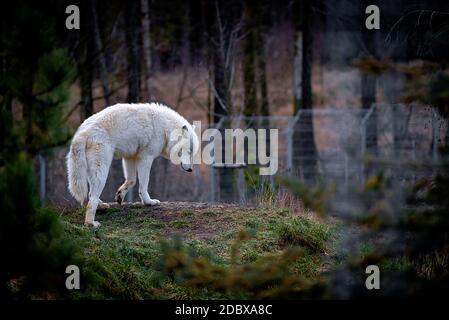 Der arktische Wolf (Canis lupus arctos), auch bekannt als der weiße Wolf oder Polarwolf Stockfoto