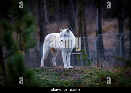 Der arktische Wolf (Canis lupus arctos), auch bekannt als der weiße Wolf oder Polarwolf Stockfoto