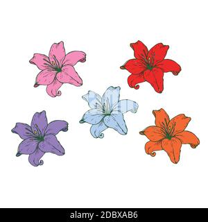 Set von Blumen aus bunten Lilien isoliert auf einem weißen Hintergrund. Stock Vektor