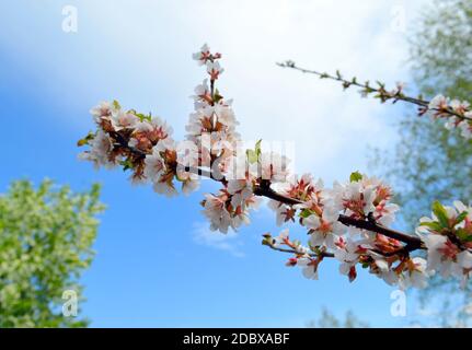 Blühender Zweig von Kirschbaum auf einem blauen Himmel Hintergrund Stockfoto