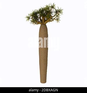 Pachypodium ist eine Gattung von afrikanischen Sukkulenten Baumpflanzen, die 23 Arten umfasst, 18 aus Madagaskar und 5 aus dem Kontinent. Stockfoto