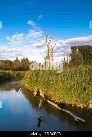 Tote Bäume am Ufer des Paar in Bayern, Deutschland Stockfoto