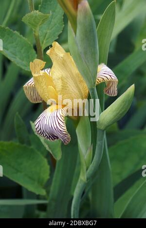 Süße bunte Schwertlilie (Iris variegata). Ungarische namens Iris auch. Stockfoto