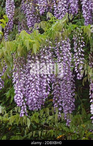 Wisteria (Wisteria villosa). Auch chinesische Glyzinie genannt. Ein weiterer wissenschaftlicher Name ist Wisteria chinensis Stockfoto