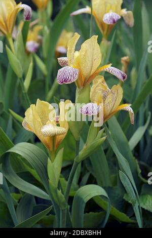 Süße bunte Schwertlilie (Iris variegata). Ungarische namens Iris auch. Stockfoto