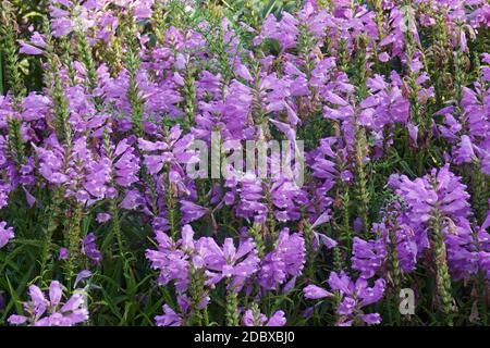 Gehorsame Pflanze (Physostegia virginiana). Auch Gehorsam und Falscher Dragonhead genannt. Stockfoto