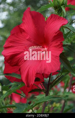 Lord Baltimore Hardy Hibiscus (Hibiscus 'Lord Baltimore') Stockfoto