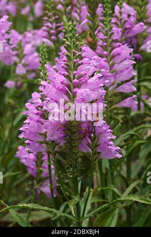 Gehorsame Pflanze (Physostegia virginiana). Auch Gehorsam und Falscher Dragonhead genannt. Stockfoto