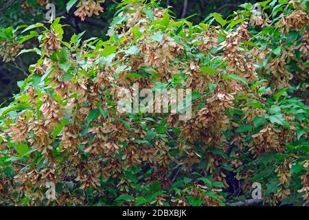 Amur Ahorn (Acer ginnala). Ein weiterer wissenschaftlicher Name Acer tataricum ginnala. Stockfoto