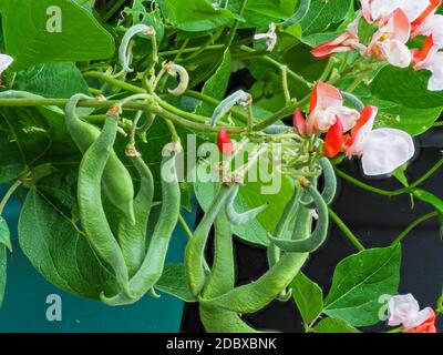 Rote und weiße Blüten und sich entwickelnde Bohnen auf einer Zwergläufer-Bohnenpflanze, Sorte Hestia Stockfoto