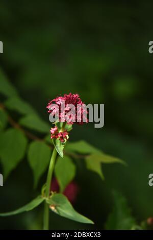 Centranthus ruber Stockfoto