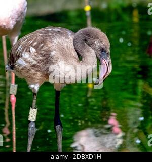 Der große Flamingo (Phoenicopterus roseus) ist die am weitesten verbreitete und größte Art der Flamingo-Familie Stockfoto