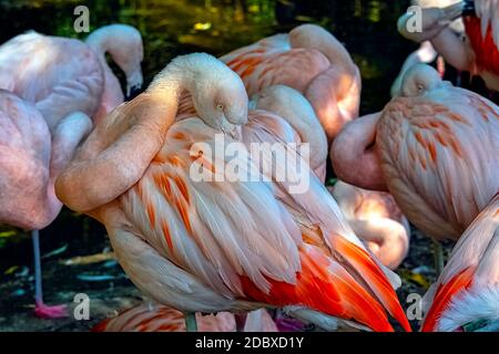 Der große Flamingo (Phoenicopterus roseus) ist die am weitesten verbreitete und größte Art der Flamingo-Familie Stockfoto