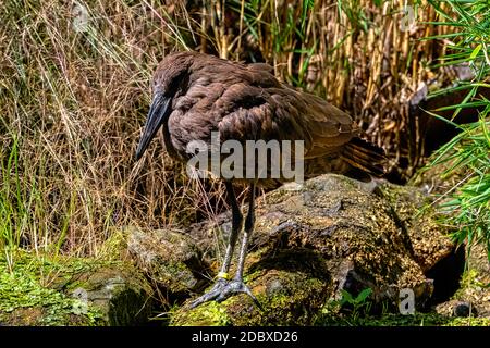 Scopus umbretta, bekannt als Hamerkop, ist ein mittelgroßer afrikanischer Watvögel Stockfoto