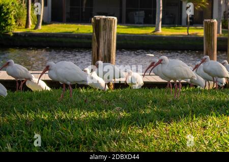 Ein Schwarm männlicher weißer Ibis auf einem grünen Gras Rasen mit einem Pier und Kanal hinter ihnen Stockfoto