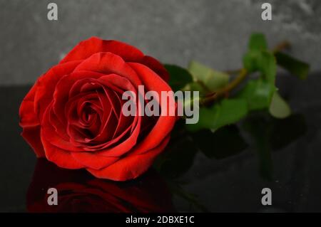 Eine frische rote Rose, die auf einer dunklen reflektierenden Oberfläche liegt. Stockfoto