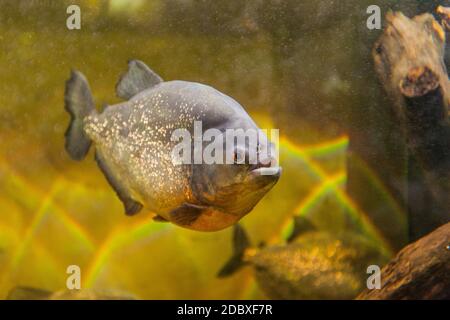 Piranha im Aquarium, Südamerikanische Süßwasserfische. Stockfoto