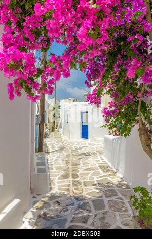 Malerische Gasse in Prodromos Paros griechische Insel mit einer voll blühenden Bougainvillea !! Weiß getünchte traditionelle Häuser mit blauer Tür und Blumen alle Stockfoto