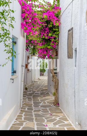 Malerische Gasse in Prodromos Paros griechische Insel mit einer voll blühenden Bougainvillea !! Weiß getünchte traditionelle Häuser mit blauer Tür und Blumen alle Stockfoto