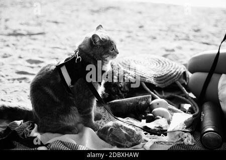 Dieses Stockfoto zeigt eine schottische gerade graue Katze mit Eine Leine am Strand an einem sonnigen Tag Stockfoto