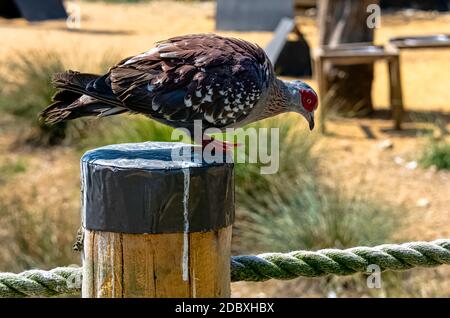 Columba Guinea, bekannt als gesprenkelte Taube oder afrikanische Felstaube Stockfoto