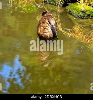 Scopus umbretta, bekannt als Hamerkop, ist ein mittelgroßer afrikanischer Watvögel Stockfoto