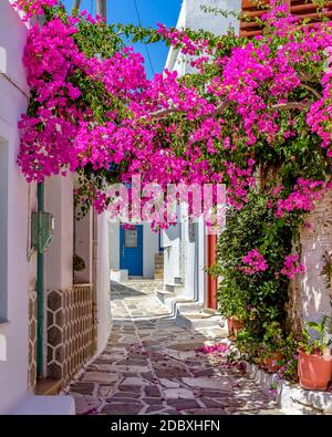 Malerische Gasse in Prodromos Paros griechische Insel mit einer voll blühenden Bougainvillea !! Weiß getünchte traditionelle Häuser mit blauer Tür und Blumen alle Stockfoto