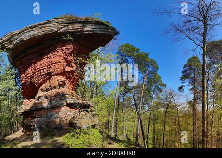Devil's Tisch steht auf einem Hügel in der Mitte von Der Wald Stockfoto