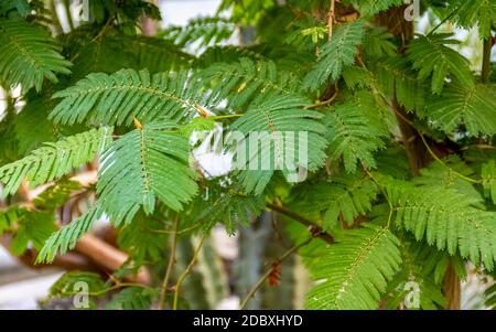 Detailaufnahme einer exotischen Pflanze namens persischer Seidenbaum Stockfoto