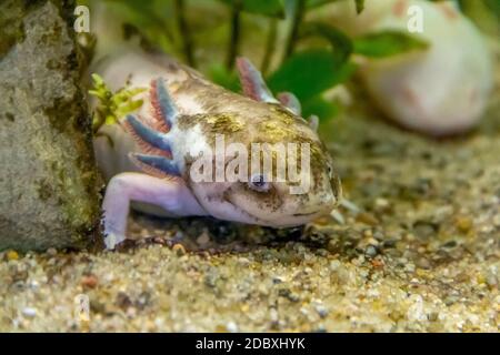 Unterwasserlandschaft mit einem Axolotl auf sandigen Boden Stockfoto