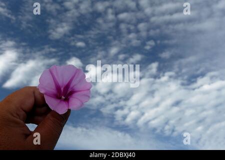 Morgenglorreiche Blume in den Händen und am Himmel Stockfoto