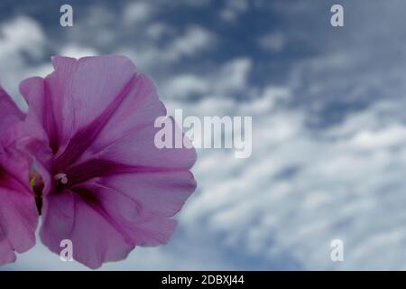 Morgenglorreiche Blume in den Händen und am Himmel Stockfoto