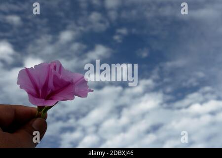 Morgen Glory Blume Rose Apfel und Himmel Stockfoto