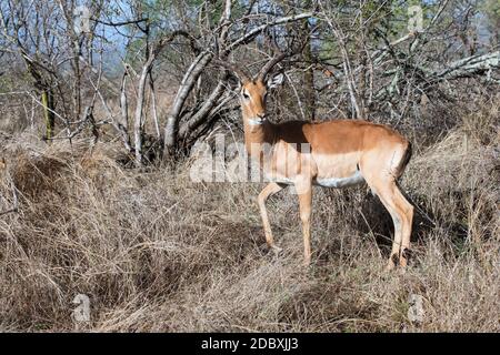 Impala im Krüger National Park in Südafrika. Impala ist eines der häufigsten und anmutigsten Antilopen in Afrika. Als schlanke, agile Kreatur kann sie gewaltige Hindernisse überwinden. Stockfoto