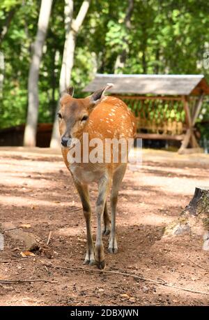 Ein Hirsch im Park Stockfoto