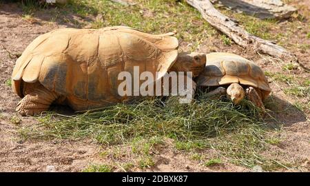 Schildkröten fressen Gras Stockfoto