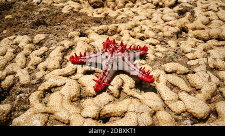 Afrikanische Rot - Genoppte Seesterne (Protoreaster linckii) auf nassen gelbe Korallen bei Ebbe. Malindi, Kenia Stockfoto